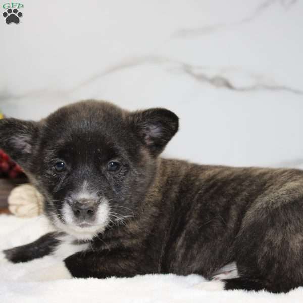 Jenny, Pembroke Welsh Corgi Puppy
